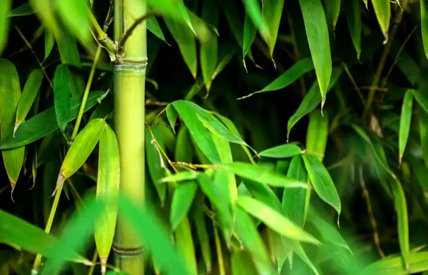 What is the health benefit of bamboo leaf extract?